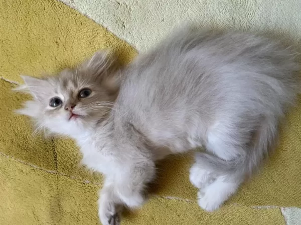 British Longhair Kedisi Erkek