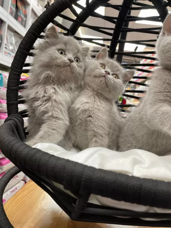 British Longhair Yavrular