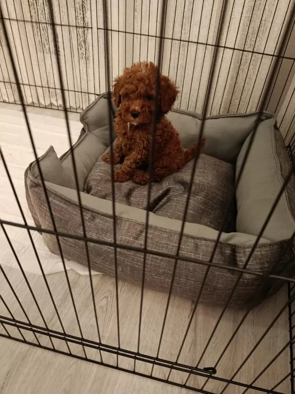 Son Uygun Orjinal Toy Poodle