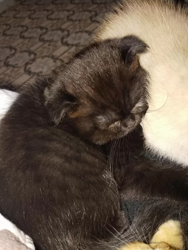 Scottish Fold Kedisi 70 Günlük