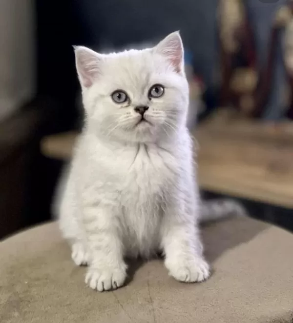 Mükemmel British Shorthair Yavrular Sakarya