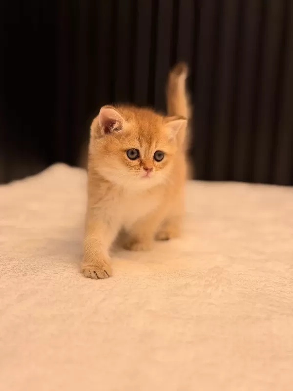 British Shorthair Golden Ny11
