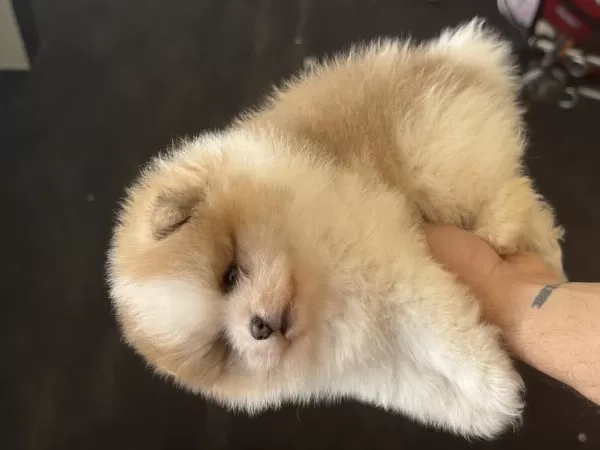 Panda Yavru Pomeranian Bebek