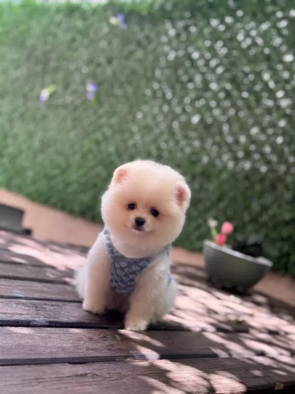 Sağlik Ve İrk Garantili Pomeranian Bebek