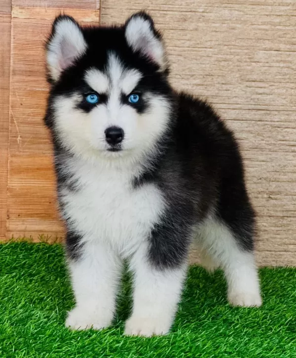 Herkesin Hayali Husky