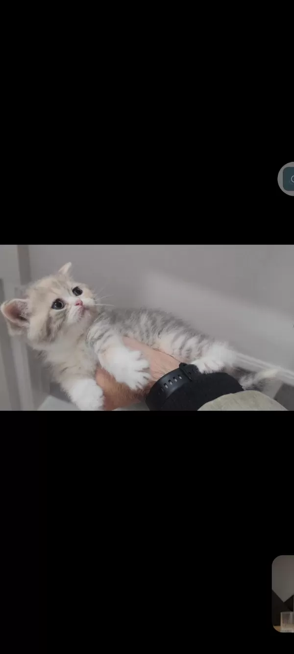 British Shorthair Kedisi