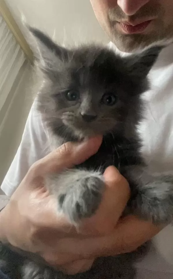 Dev Xxxl Kan Maine Coon Yavrular