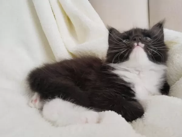 Xxxl Maine Coon Erkek