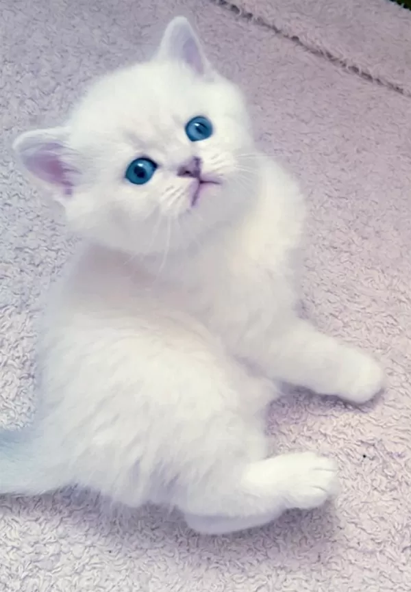 Mükemmel British Shorthair Bebişler