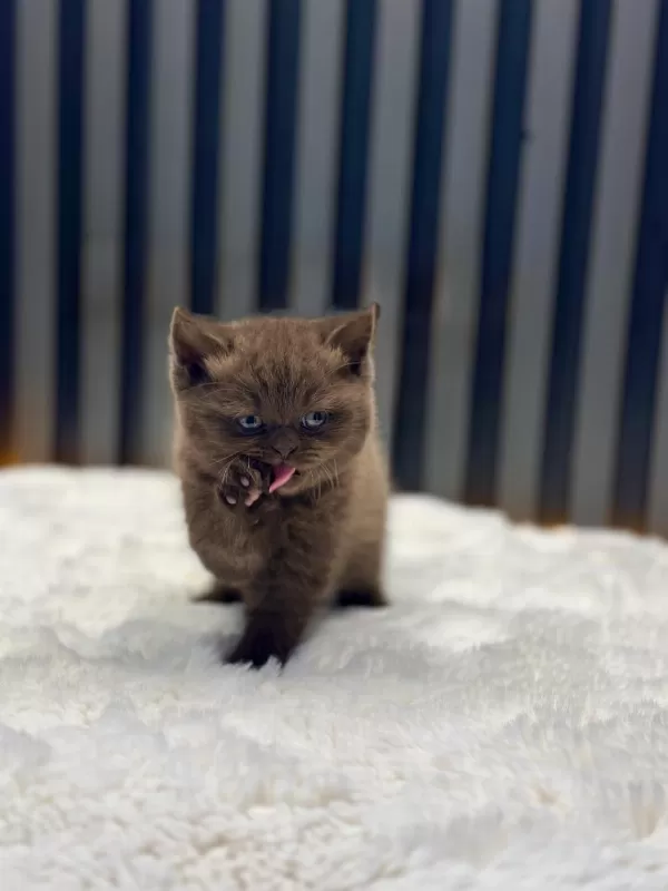 British Shorthair Cinnamon Kahve Renk Chocolate