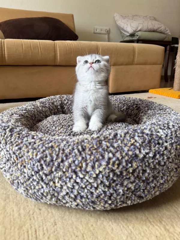 Safkan Silver Shaded Scottish Fold Erkek Ve Dişi Yavru