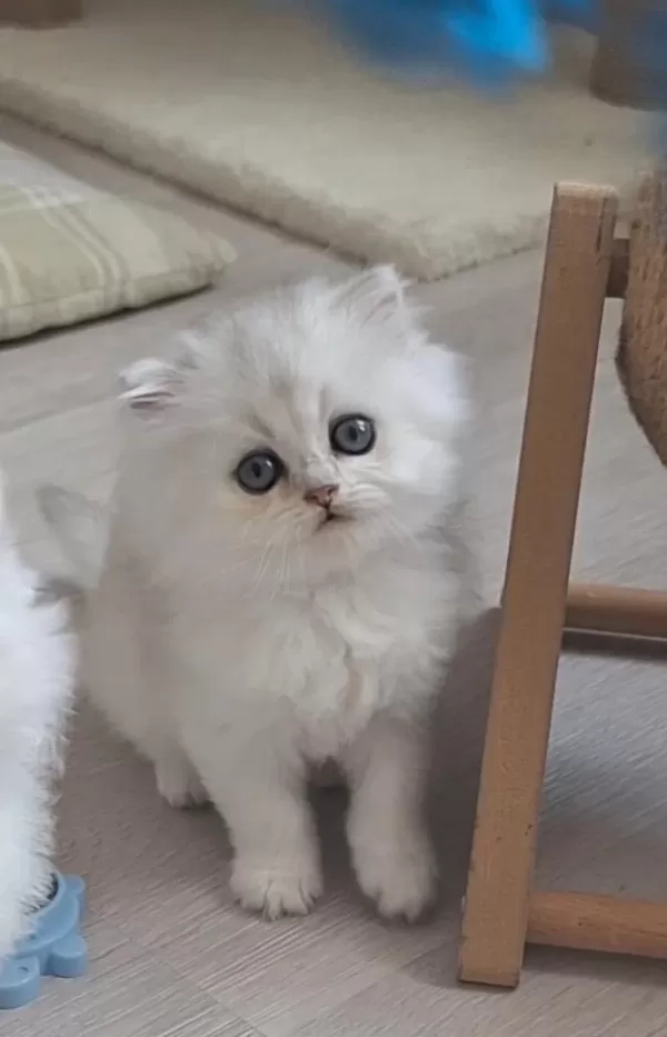 British Longhair Dişi
