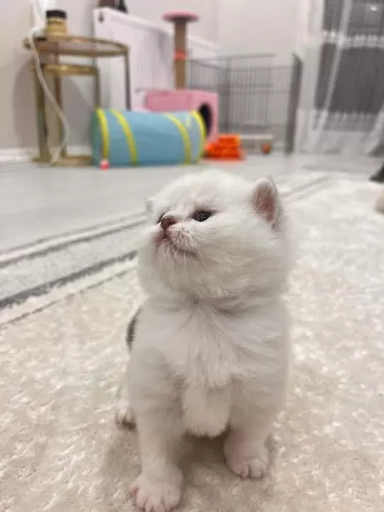 Minik Yavru Kedilerim