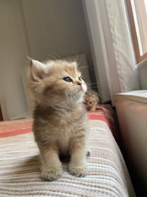 Safkan Golden British Shorthair Yeni Yuvalarini Ariyor