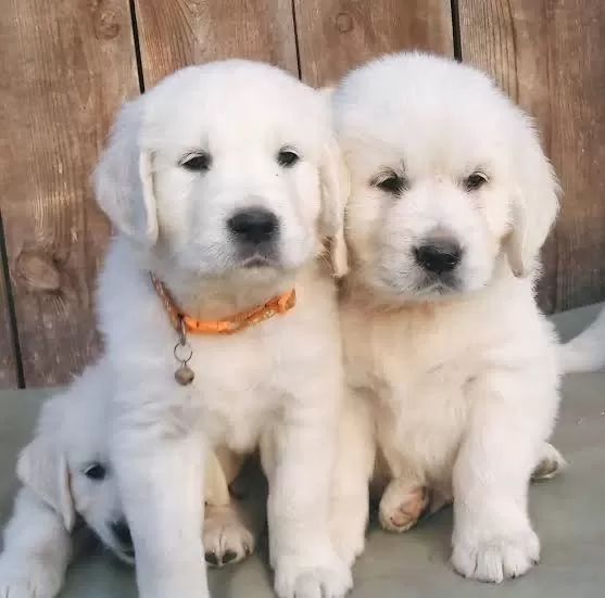 Ev Ve Bahçeniz İçin Golden Kapıda Ödeme Mevcuttur