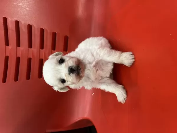Minik Yavru Köpekler Yeni Yuvasına Gitmeye Hazırlar
