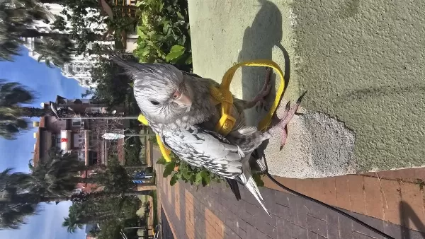 Yavru Sultan Papağani Ele Alişik