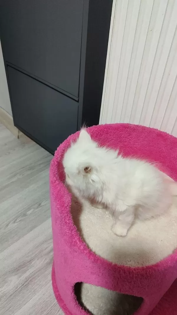2 Aylık Güzel İran Kedisi Kız