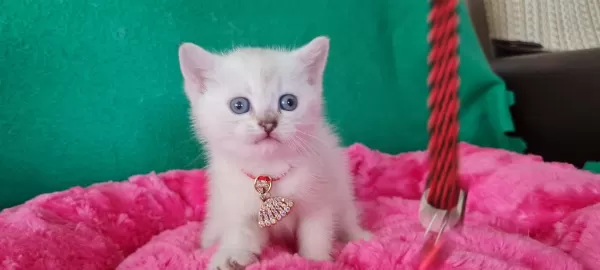 Bluepoint British Shorthair Dişi Yavrumuz Gitmeye Hazır