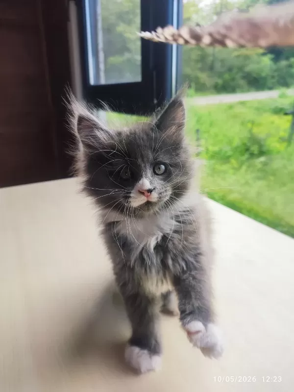 Tüm Aşı Ve Belgeler İle Eksiksiz Kayıtlı Şecereli Maine Coon