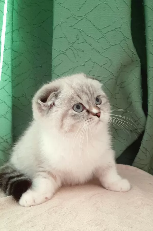 En Güzel Yavru Scottish Fold