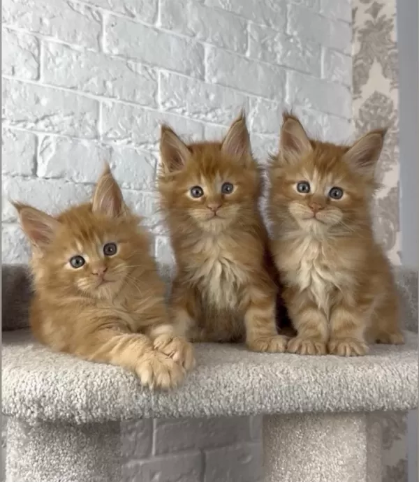 Maine Coon Erkek Üst Kaliteli Wcf