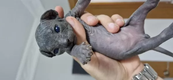 Sphynx Yavrular Rezerveye Açık
