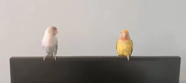 2 Kuşum Yeni Evini Arıyor