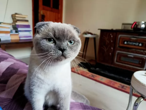 Çok Uysal Bakimli Temiz Eğitimli Güzel Gözlü Scottish Fold