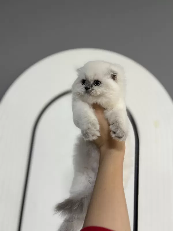 Show Class Yakışıklı Scottish Fold