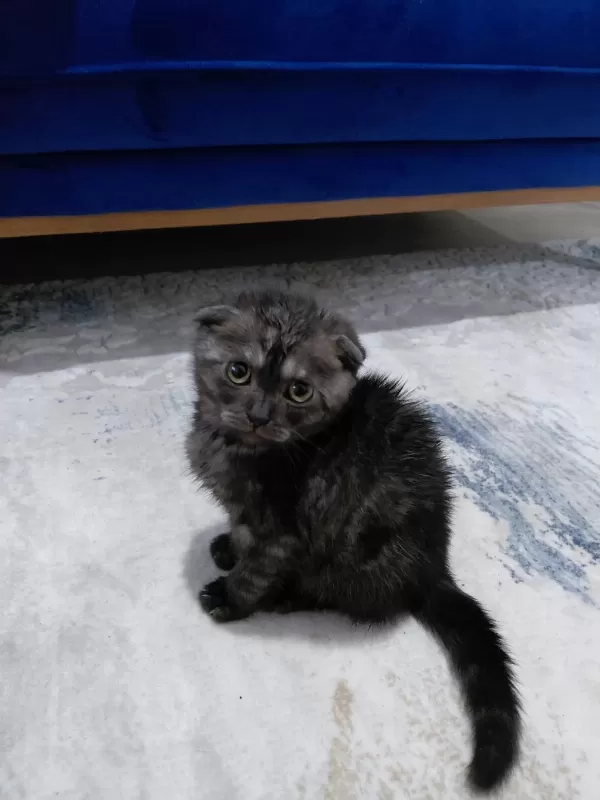 Sahibinden Sahiplendirilecek Scottish Fold