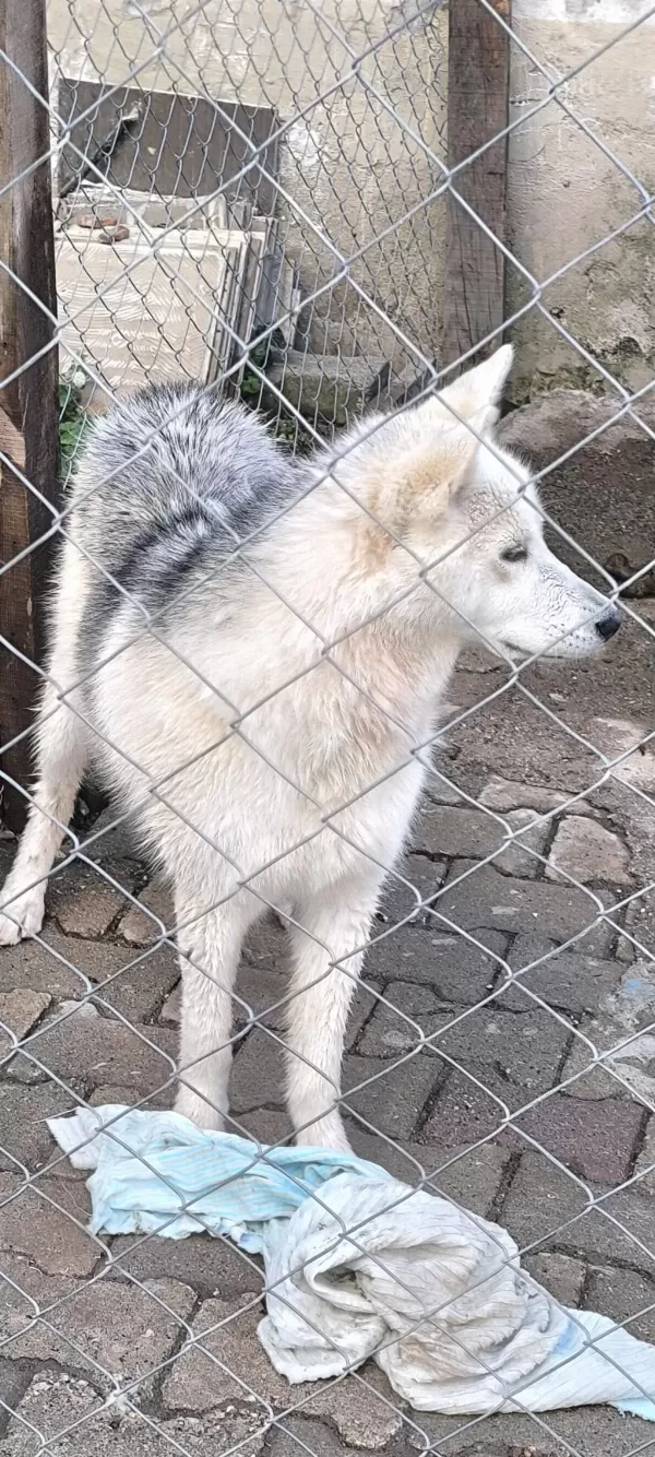 9 Aylık Husky Erkeğimiz
