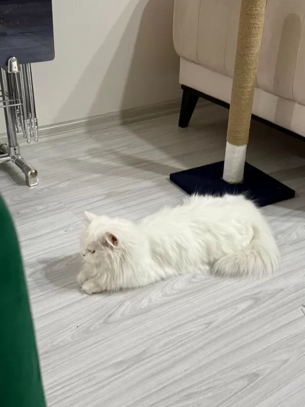 Van Kedisi Dişi Tuvalet Eğitimli