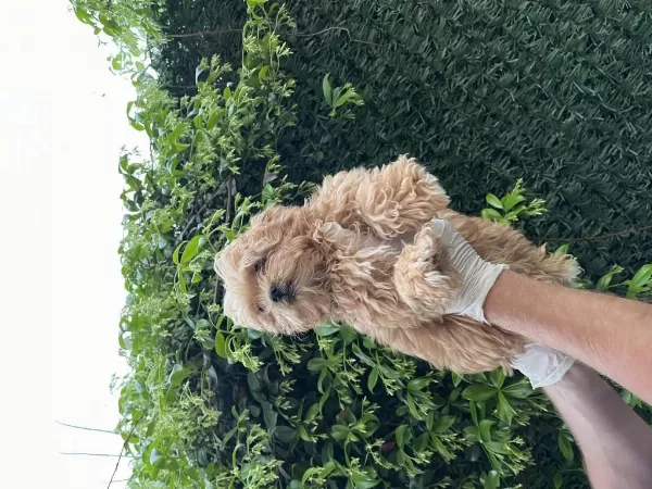 Maltipoo Poodle Kalitesinde