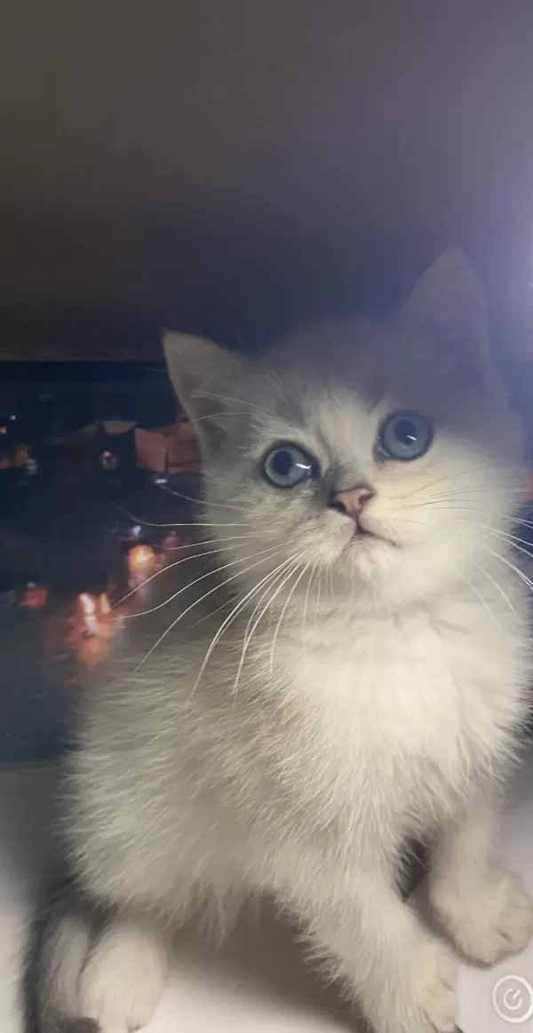Safkan British Shorthair Erkek Yavrumuz