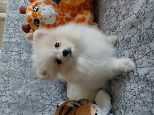 Pomeranian Boo 70 Günlük