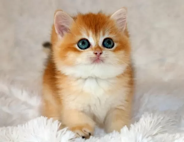 Mavi Gözleriyle Fark Yaratan Golden British Shorthair