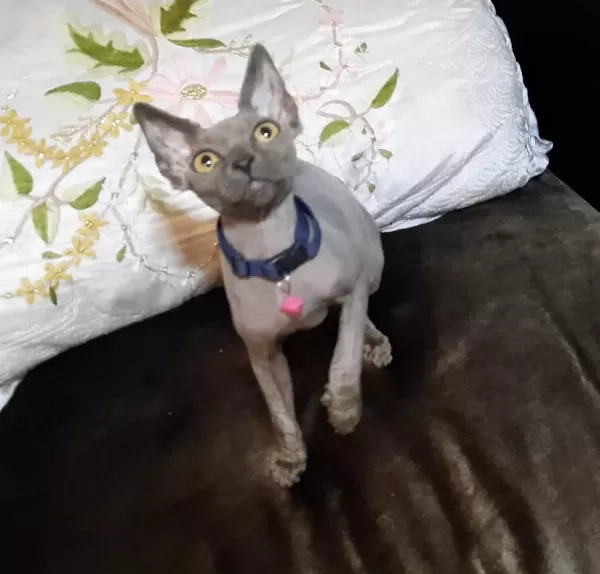 Tüy Alerjisi Olupta Kedi Severlere Müjde Sfenks