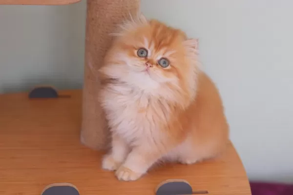 British Longhair Safkan Dişi