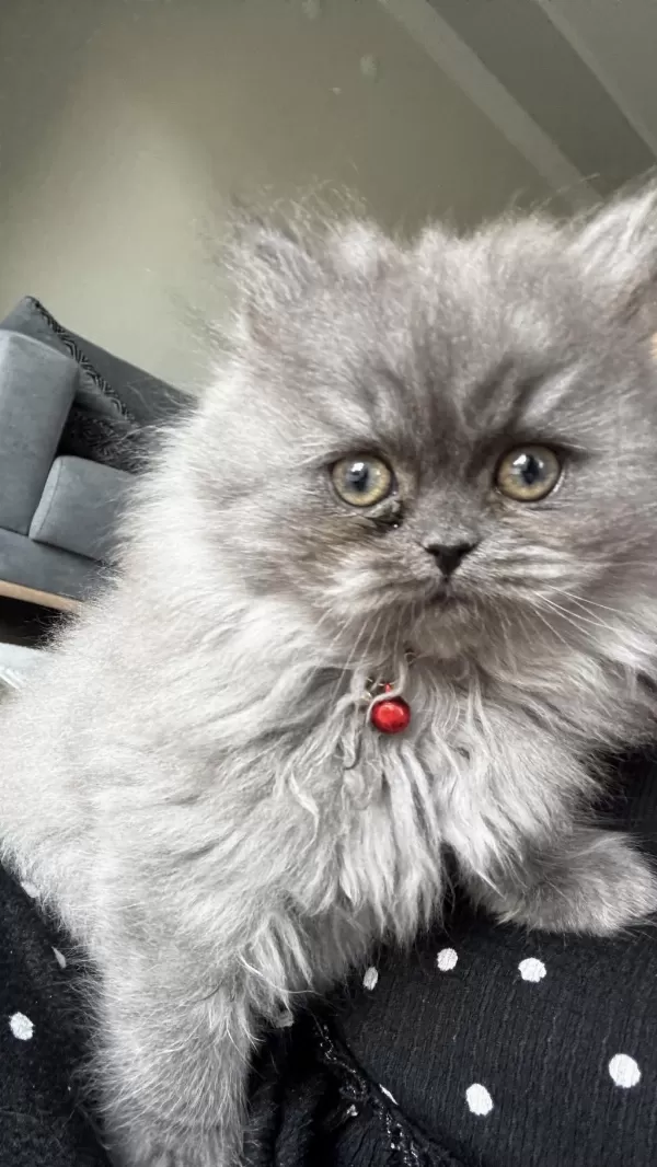 British Longhair Dişi Kedimiz