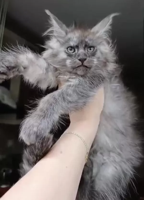 Üst Kaliteli Dişi Maine Coon Rezerve Açık