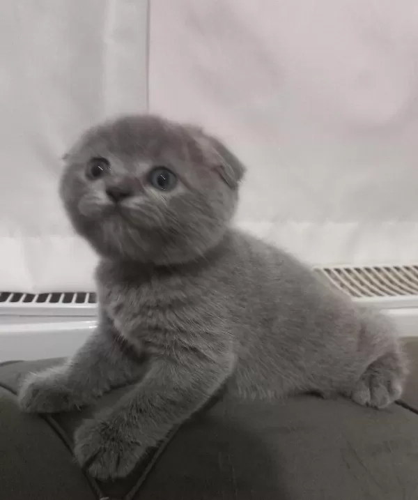 Scottish Fold Yavrumuz Yuva Arıyor