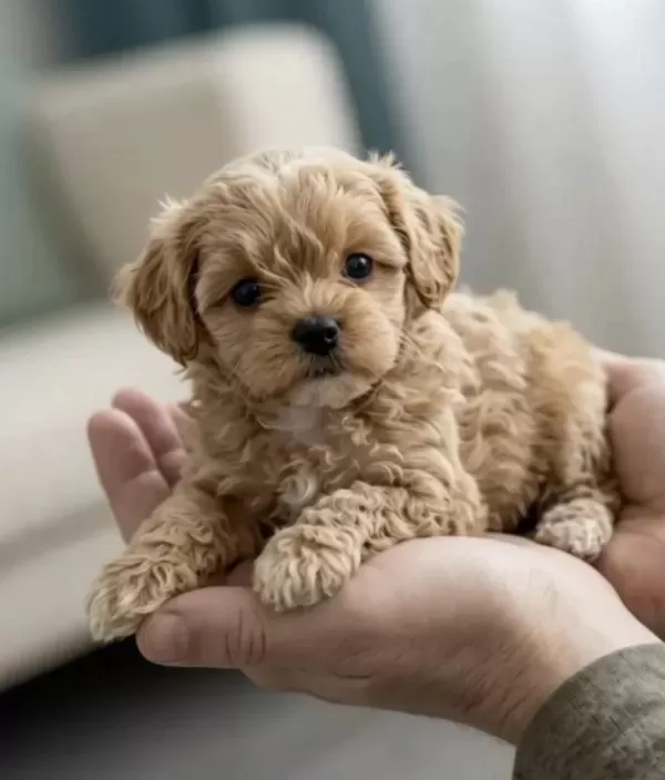 Türkiye’de Tek Teacup Kore Maltipoo Yavrular