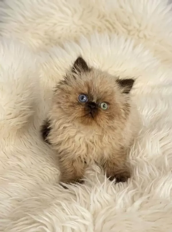 İran Himalayan (odd Eyes)