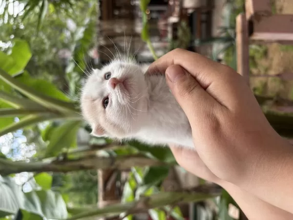 Tatlı Yavru Kedimiz Yeni Yuvasını Bekliyor