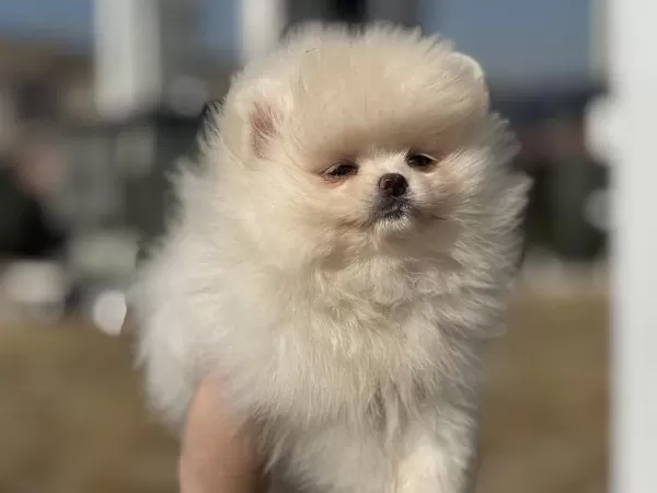 Çok Özel Teddy Face Pomeranian Yavrularımız