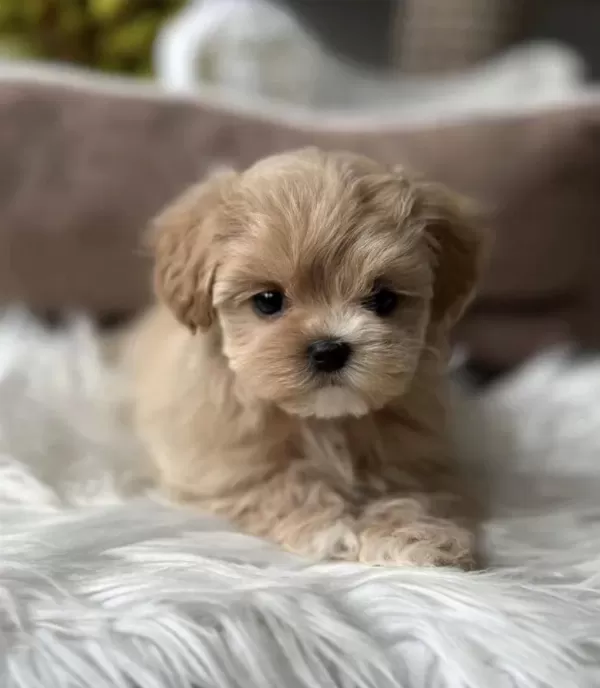 Türkiyenin En Özel Micro Teacup Maltipoo Yavruları