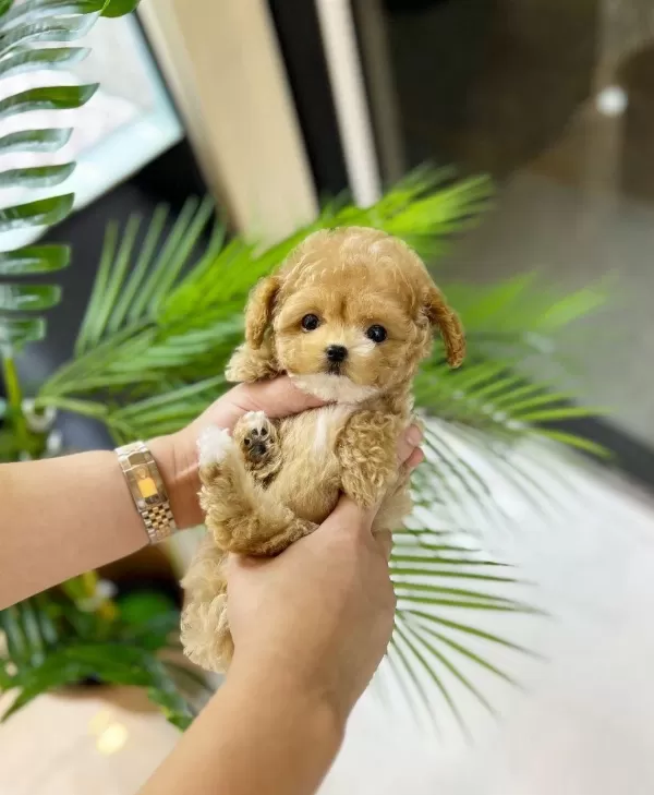 Vecihiden İrk Ve Sağlık Garantili Mini Kore Maltipoo