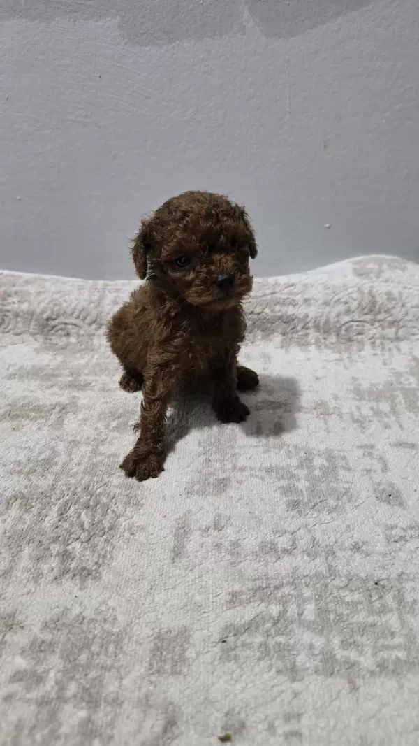 Dark Brown Kore Poodle Bebekler