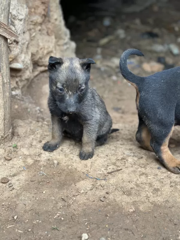 Son Üç Yavru Malinois Yer Kmaraş